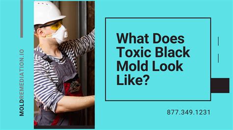 Bemidji mold remediation  Mold is a type of fungi that can grow both indoors and outdoors